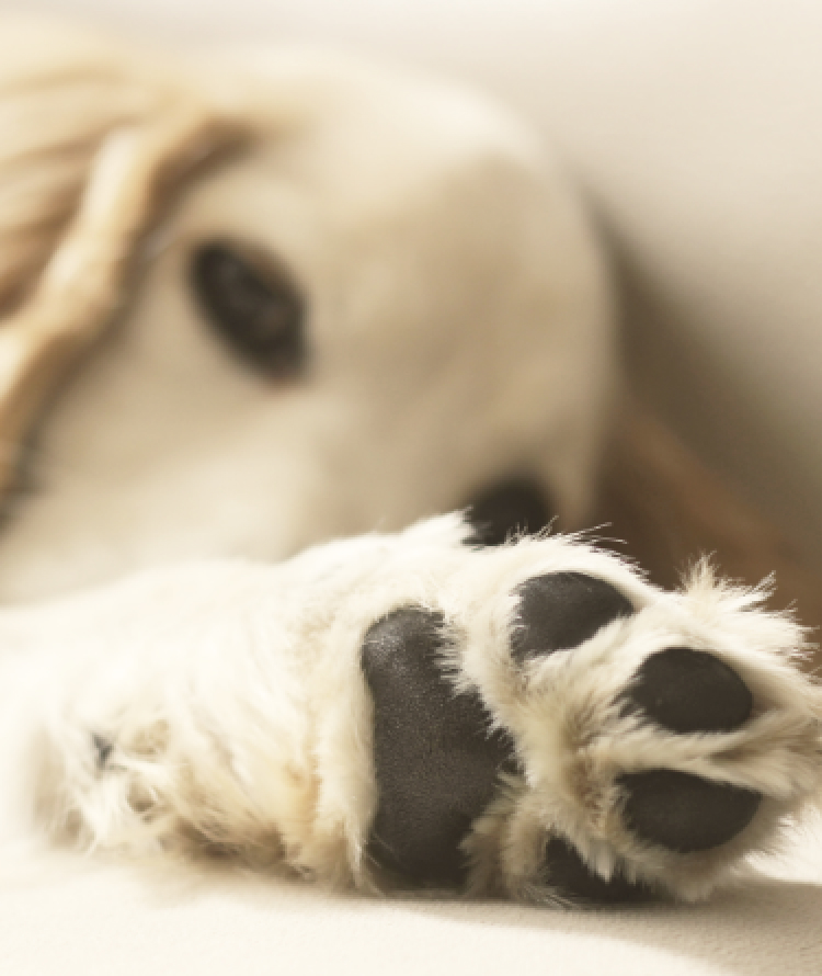 白い犬が寝そべって前足を伸ばしている様子