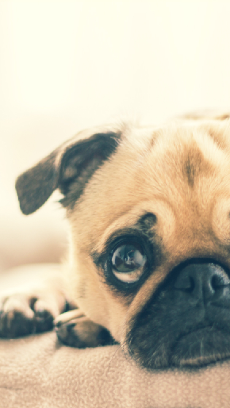 パグが伏せながら正面を見ている様子