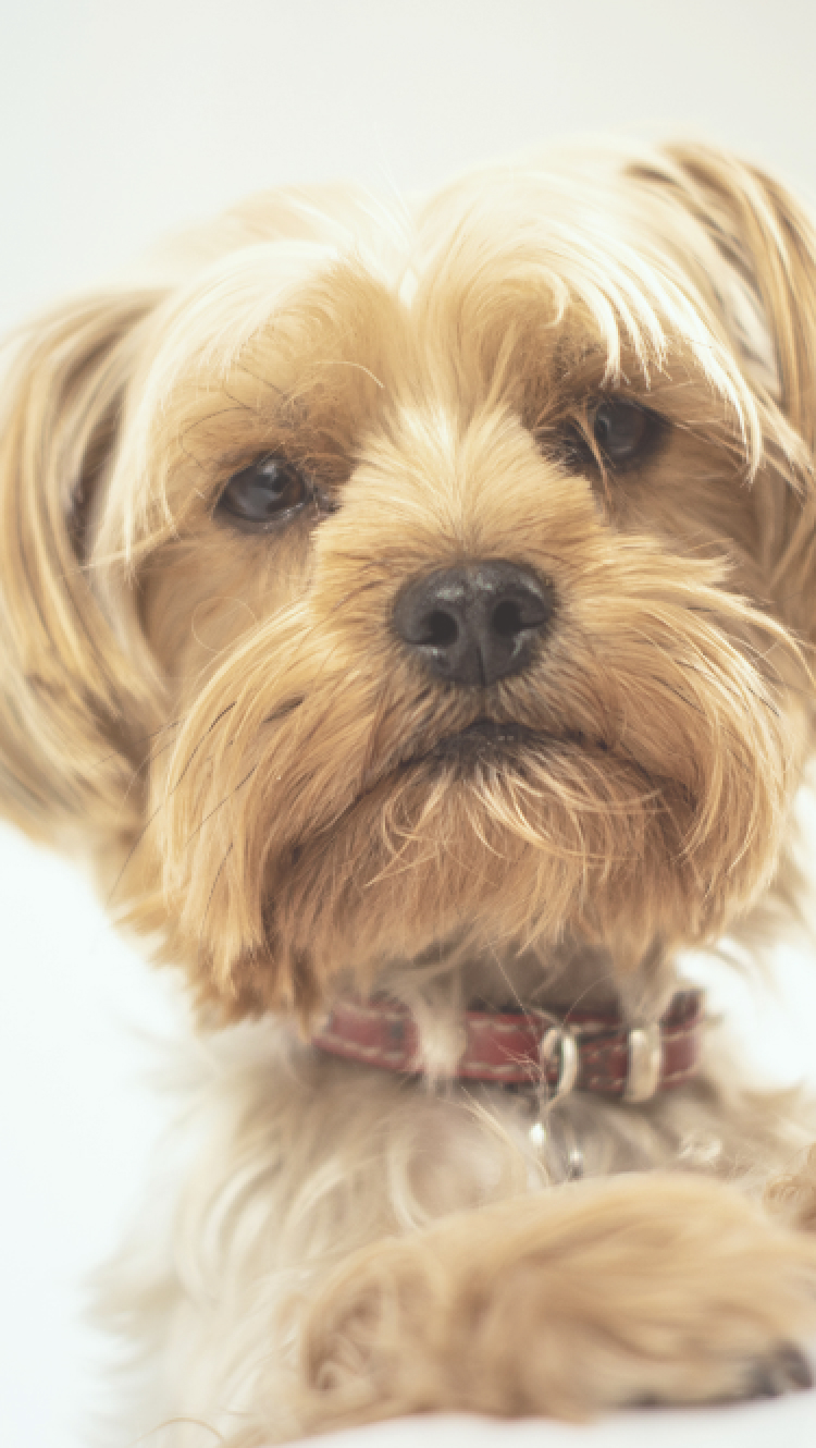 クリーム色のヨークシャテリアがつかまり立ちしながら正面を見ている様子