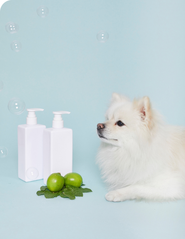 白い毛並みの犬とシャンプーボトル